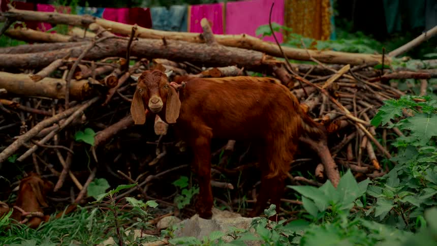 A curious brown goat with floppy ears stares at the camera while standing on a rock in a rural setting with firewood and laundry in the background