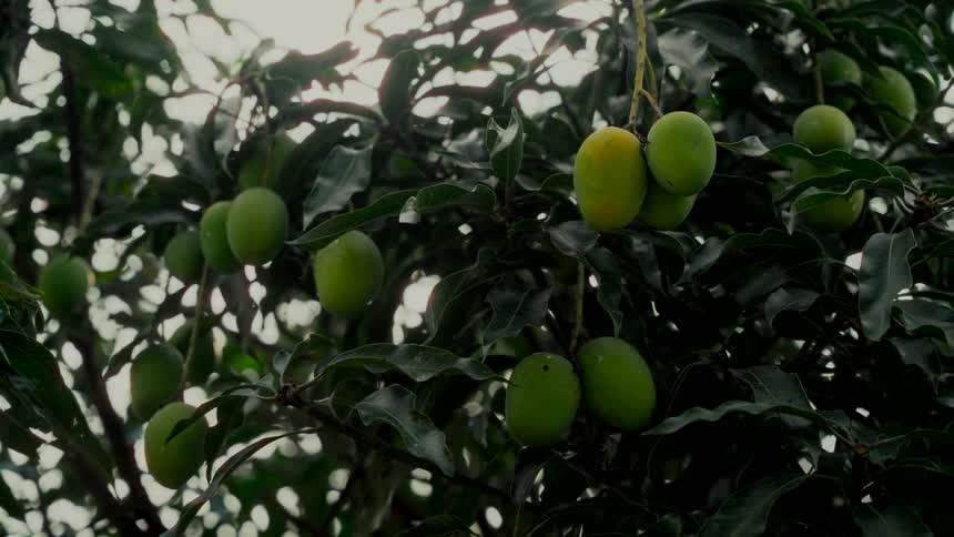 Sunlight filters through the leaves of a lush mango tree heavy with green, unripe fruit