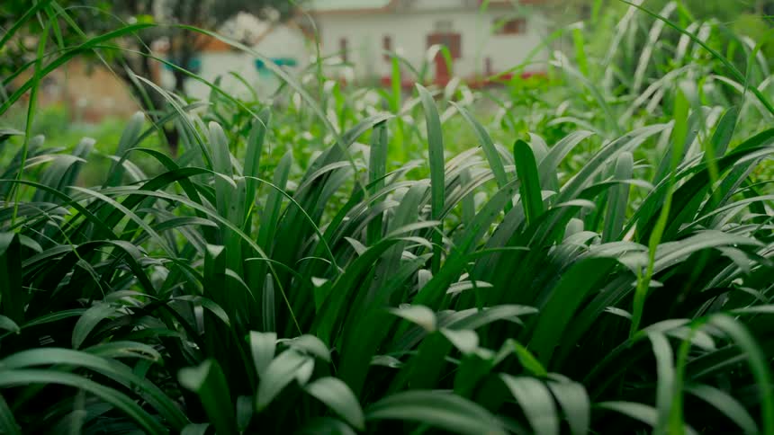 Lush green leaves sway gently in the wind with a building in the soft-focus background