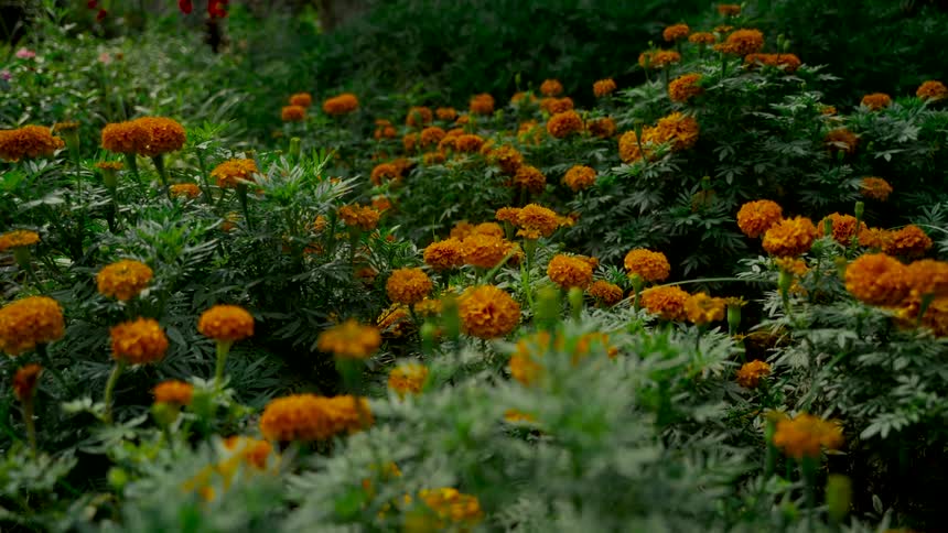 Vibrant orange marigolds bloom in a lush, green garden bed with a gentle focus pull