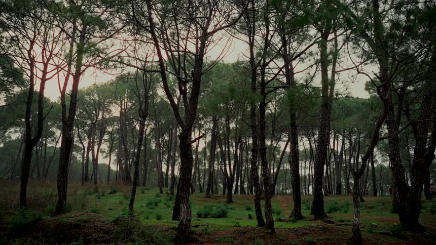 A beautiful wide shot of a dense pine forest with a hint of sunset glowing through the trees