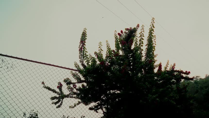 A silhouetted flowering bush stands against an overcast sky next to a chain-link fence