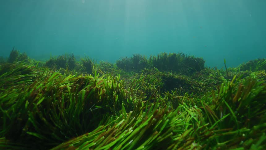 Sunbeams filter through the tranquil ocean, illuminating a lush bed of green seagrass swaying in the current