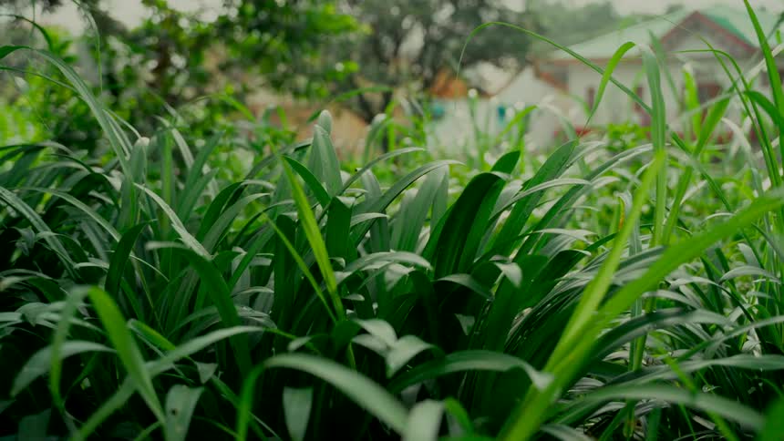 Lush green grass and leaves sway gently in the breeze during a light rain shower in a garden