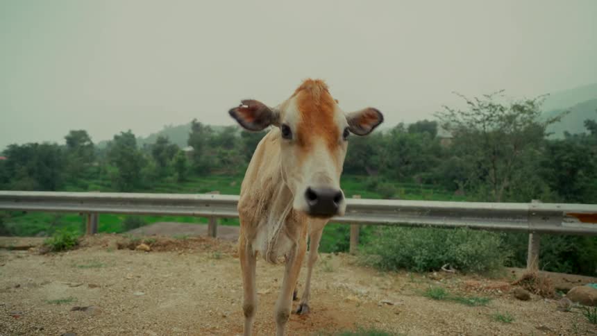 A weak-looking calf gets up from the side of a rural road and curiously approaches the camera