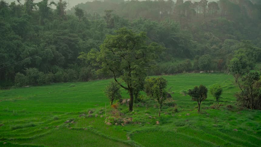A tranquil, static view of a lush green terraced rice paddy field with a dense, misty forest in the background