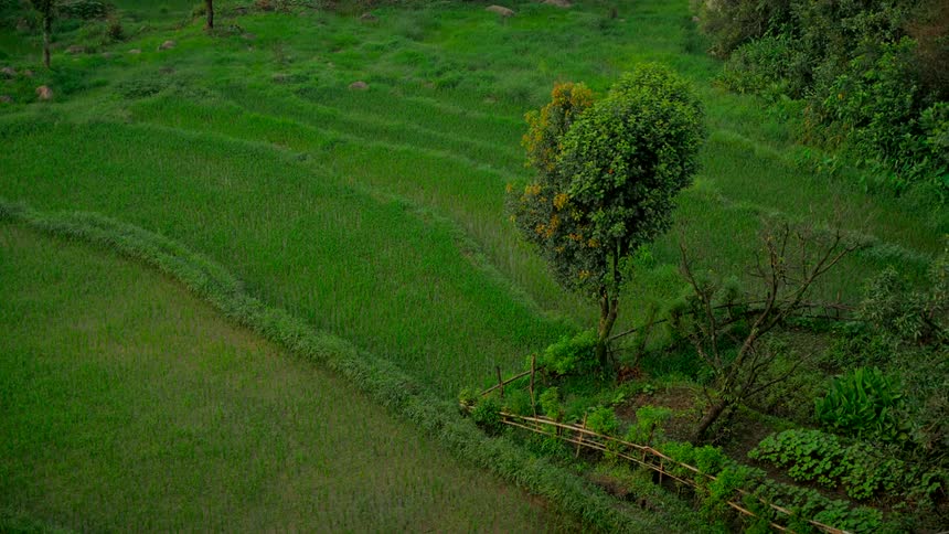 A scenic, static view of vibrant green terraced rice paddy fields in the tranquil countryside