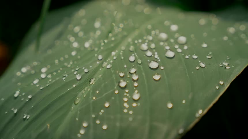 A close-up shot slowly focuses on glistening water droplets resting on the surface of a lush green leaf