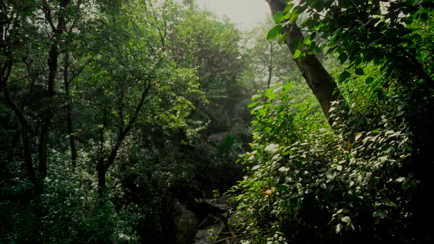 A time-lapse shows sunlight subtly shifting through the dense, green foliage of a lush, wild forest