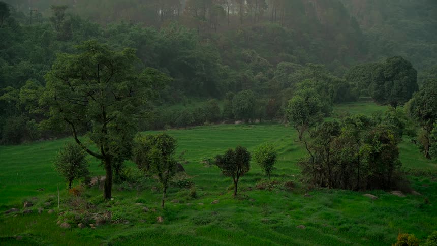 A wide static shot of a lush green valley with trees and a vibrant meadow on a misty day