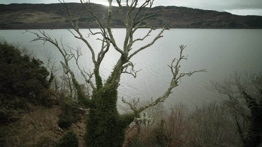 An aerial shot flies over a twisted, ivy-covered tree to reveal the vast and mysterious Loch Ness under a cloudy sky