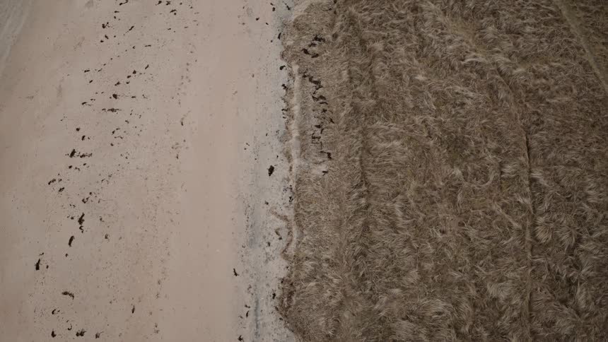 An abstract top-down aerial view captures the textural contrast where a sandy beach meets a field of gently swaying dune grass