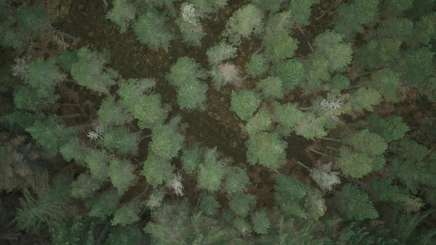 An aerial top-down view slowly rises from the mossy forest floor to reveal a dense evergreen pine forest