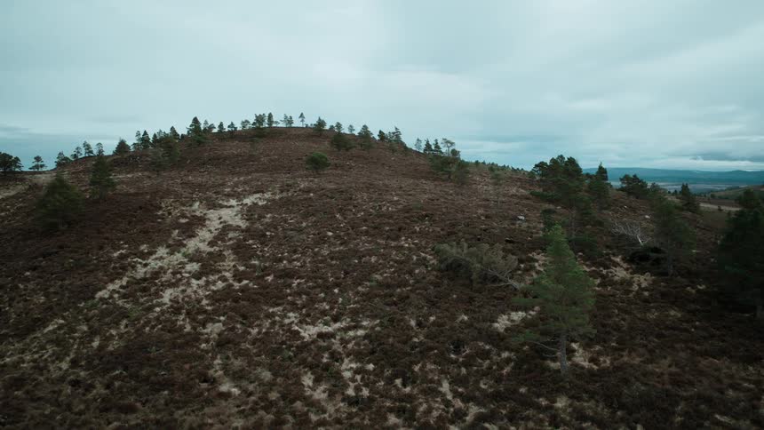 A slow aerial push-in shot over a windswept, moody landscape of hills and scattered pine trees under an overcast sky