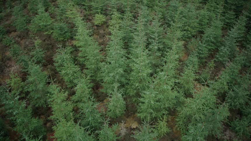A slow, high-angle pan over a dense, green forest of young conifer trees