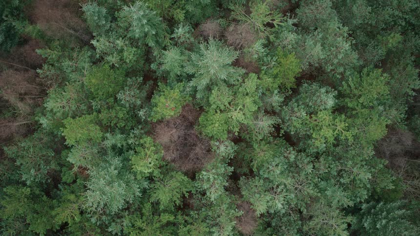 A slow aerial ascent reveals the dense, verdant canopy of an evergreen forest from a top-down perspective
