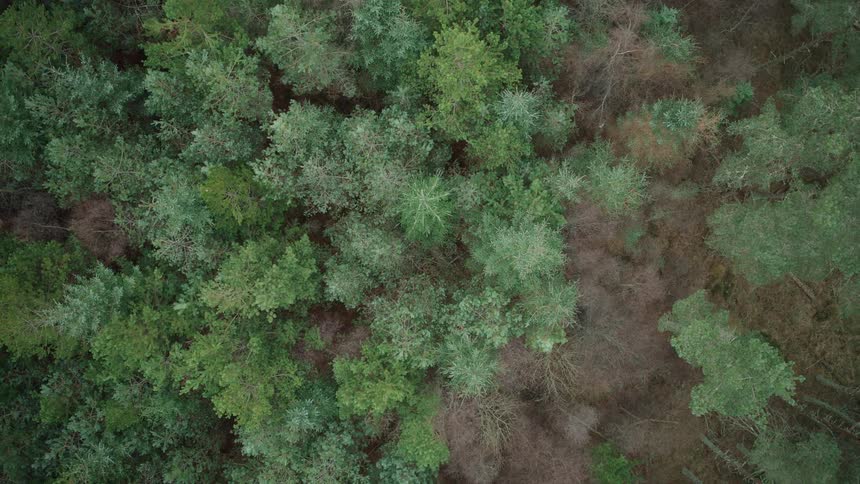 A slow aerial ascent from a top-down perspective reveals a dense, green evergreen forest canopy