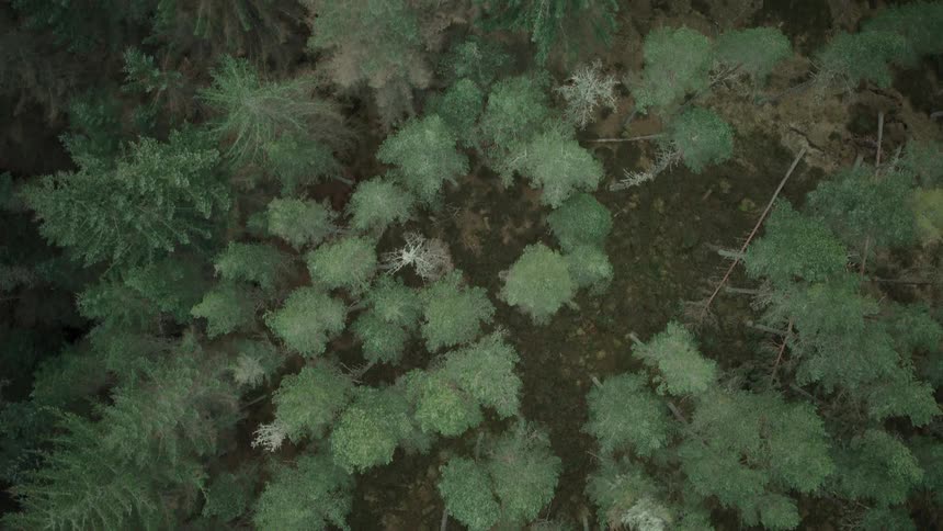 A slow top-down aerial ascent reveals the lush canopy of a dense evergreen pine forest