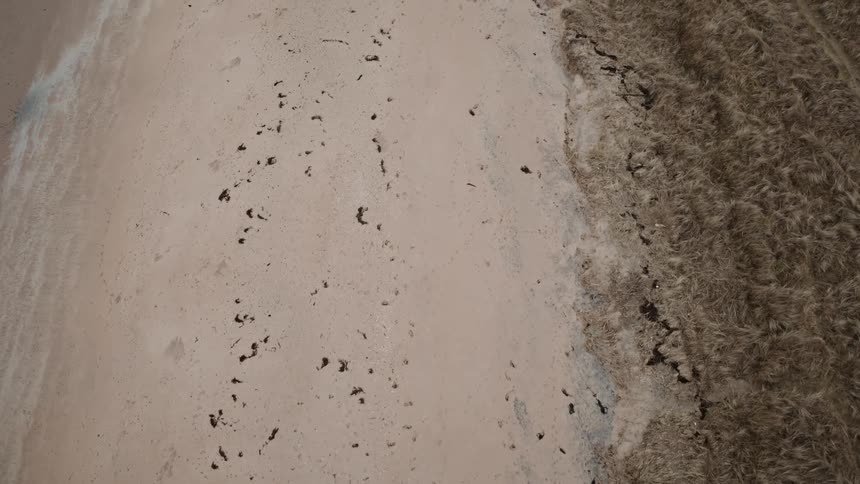 Slowly ascending aerial top-down view of a tranquil beach where the sand meets the dry dune grass