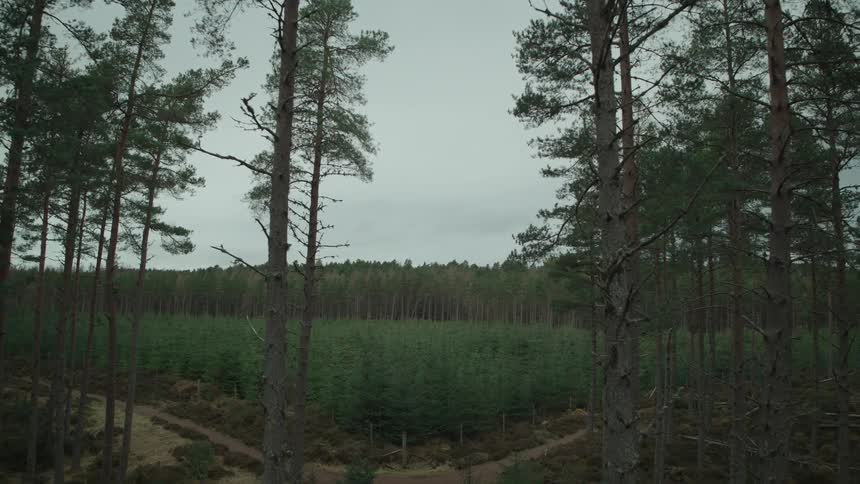 A slow aerial shot pushes through a dense pine forest, revealing a vast field of saplings under an overcast sky