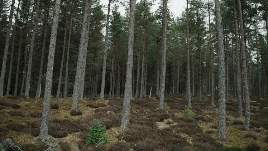 A slow tracking shot moving sideways through a quiet and moody pine forest with a moss and heather-covered floor