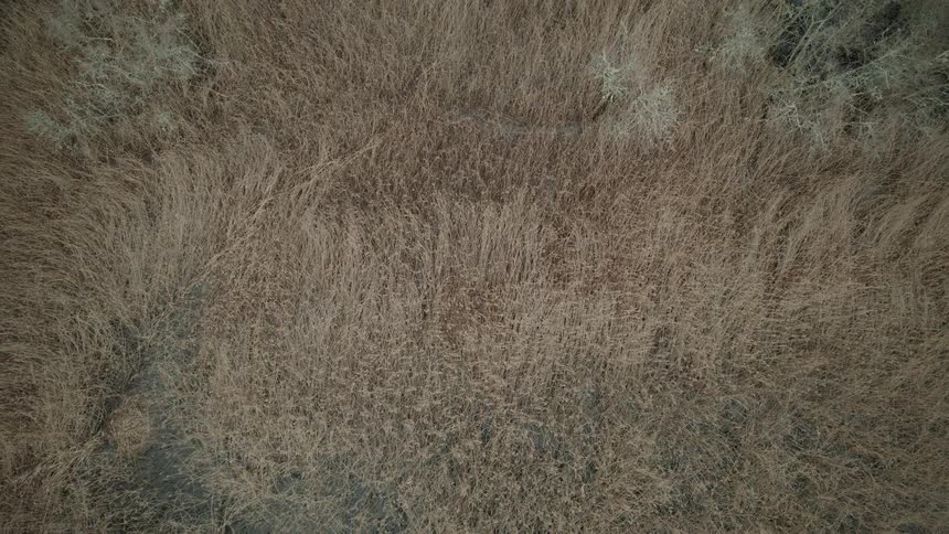 A slow top-down aerial ascent reveals a marshy shoreline with dry reeds and dormant trees in late autumn