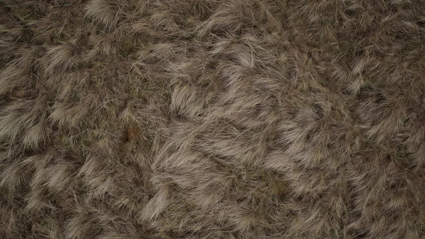 Top-down aerial view slowly zooms out over a field of dry, matted grass