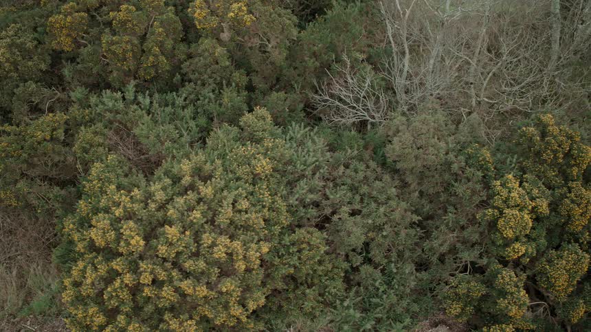 A slow, top-down aerial pan over a dense thicket of gorse bushes with yellow flowers and other wild vegetation
