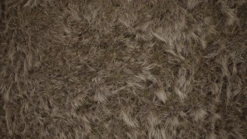 Slowly ascending aerial top-down view of a field of long, dry, brown grass creates a natural texture background