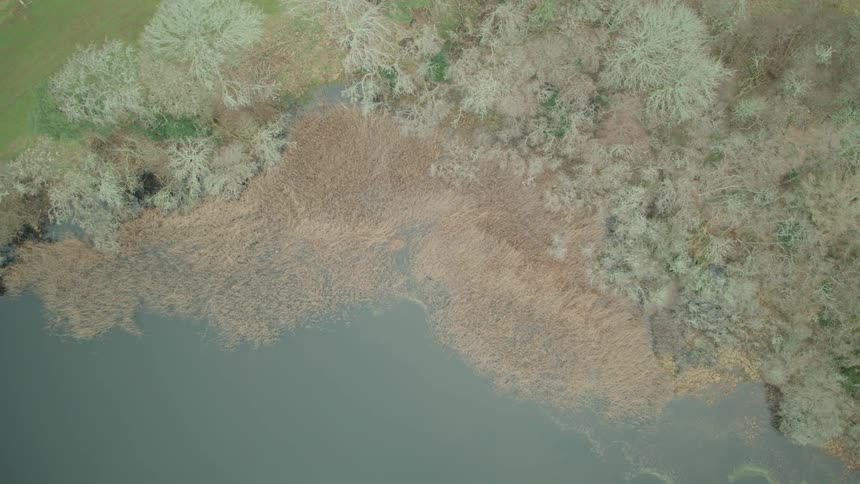A top-down aerial view slowly ascends over a calm lake bordered by reeds and a dormant winter forest