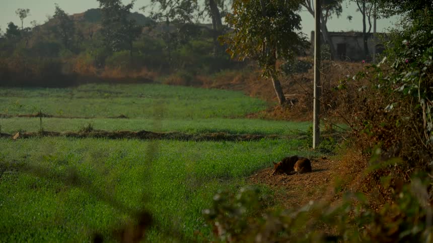 A brown dog sleeps peacefully on a dirt path next to a lush green field in the countryside