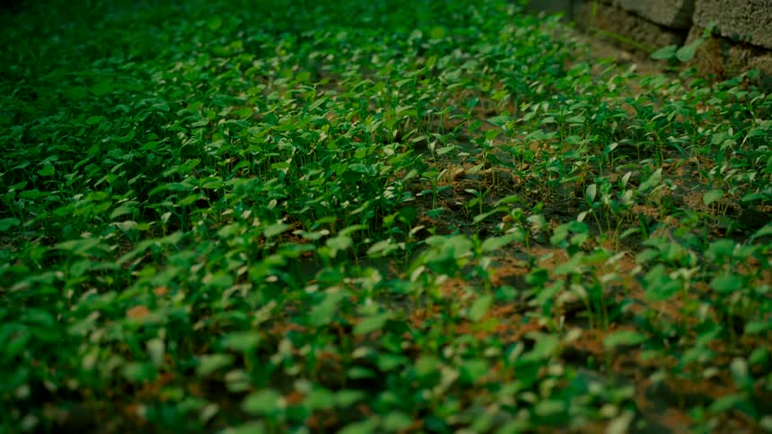 A dense field of young green seedlings emerges from the rich soil in a garden