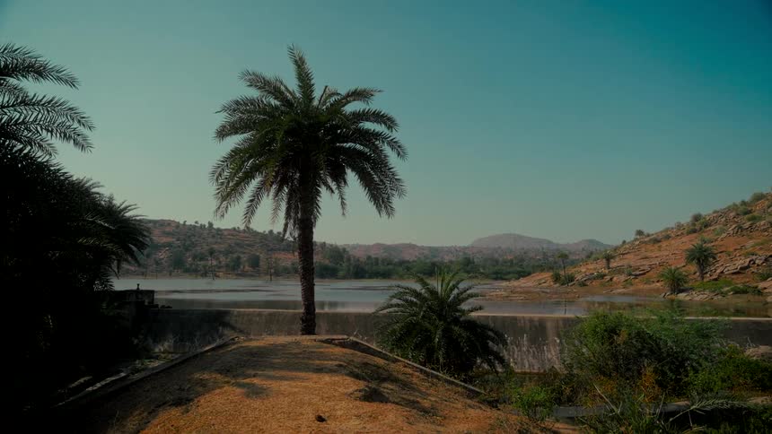 A picturesque landscape featuring a palm tree overlooking a tranquil lake and dam nestled in arid hills