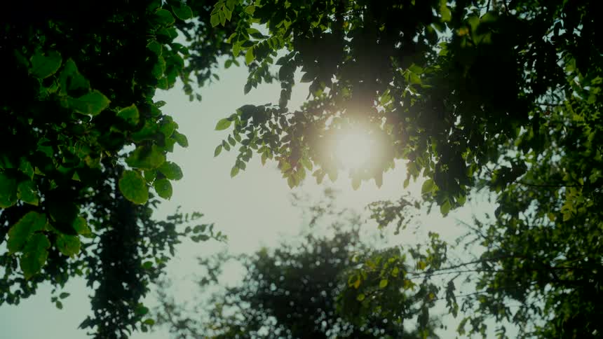 A low-angle view shows the bright sun slowly emerging from behind the lush green leaves of a forest canopy