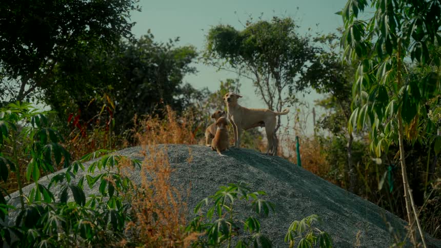 A protective mother dog stands with her two puppies atop a gravel hill surrounded by lush green foliage