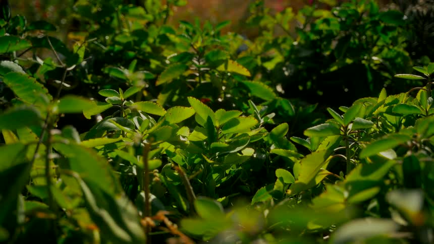 A static close-up shot of lush green succulent plants swaying gently in the bright sunlight