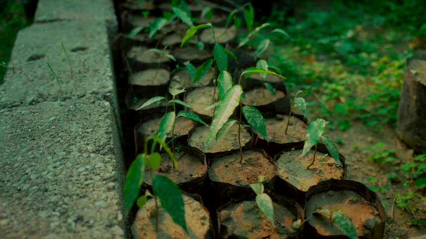 Close-up shot of young green plant seedlings growing in individual soil bags at a nursery