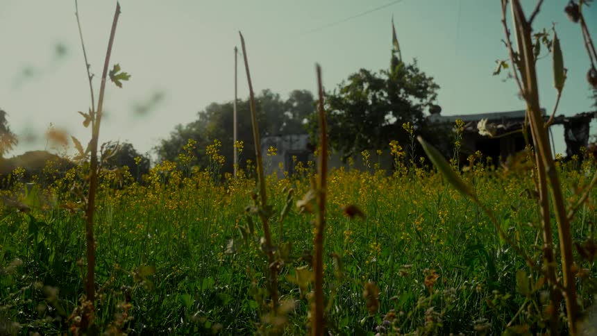 A low-angle shot of a vibrant field of yellow mustard flowers with a building and trees in the background on a sunny day
