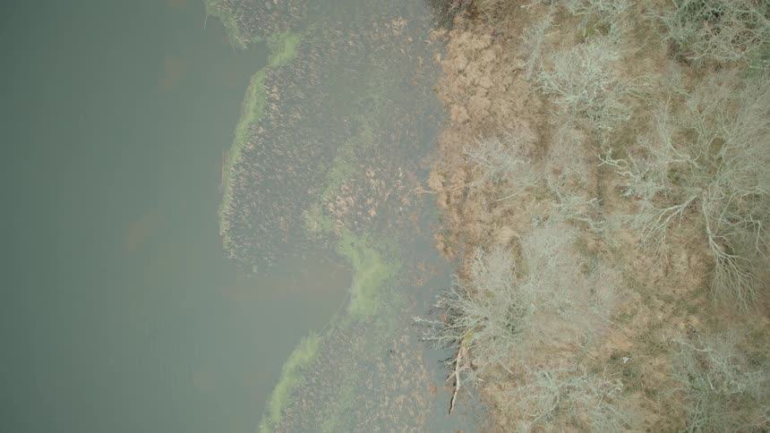 A top-down aerial view slowly ascends over a tranquil lake shoreline with marshy reeds and bare winter trees