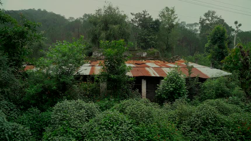 A dilapidated home with a rusty corrugated roof is slowly being reclaimed by the overgrown, dense green jungle
