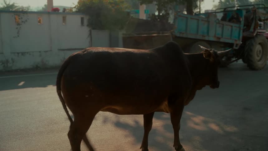 A sacred cow walks in slow motion across a sunlit street in India as a tractor drives by in the background