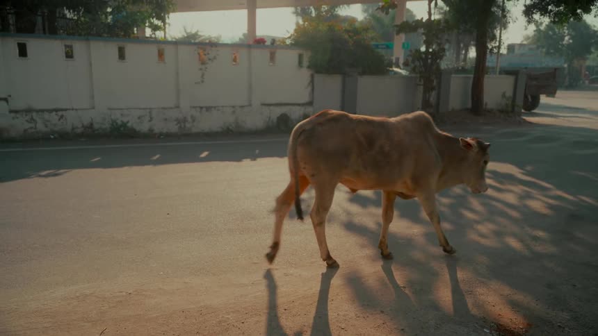 Two sacred Indian cows walk in slow motion across a sunny road in a rural village