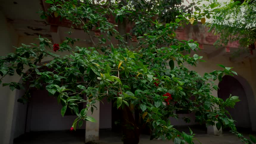 A lush green hibiscus tree with red flowers stands in the middle of a weathered building's courtyard