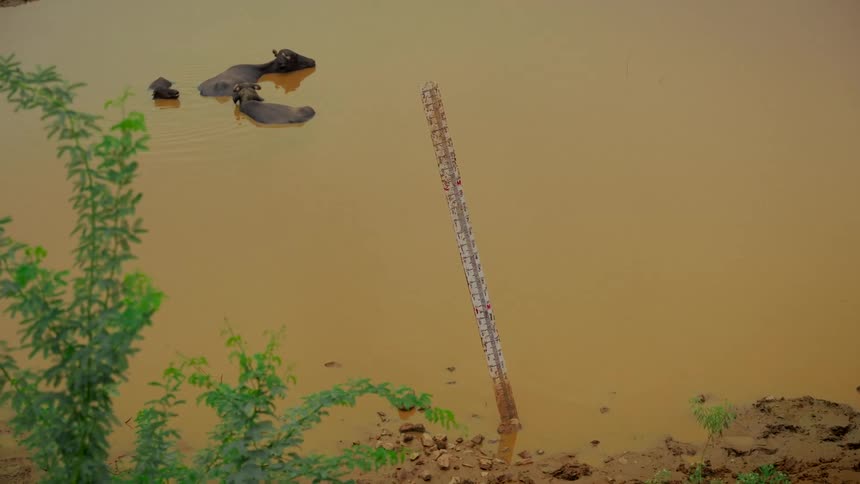 High-angle view of water buffaloes swimming and relaxing in a muddy pond next to a water level gauge