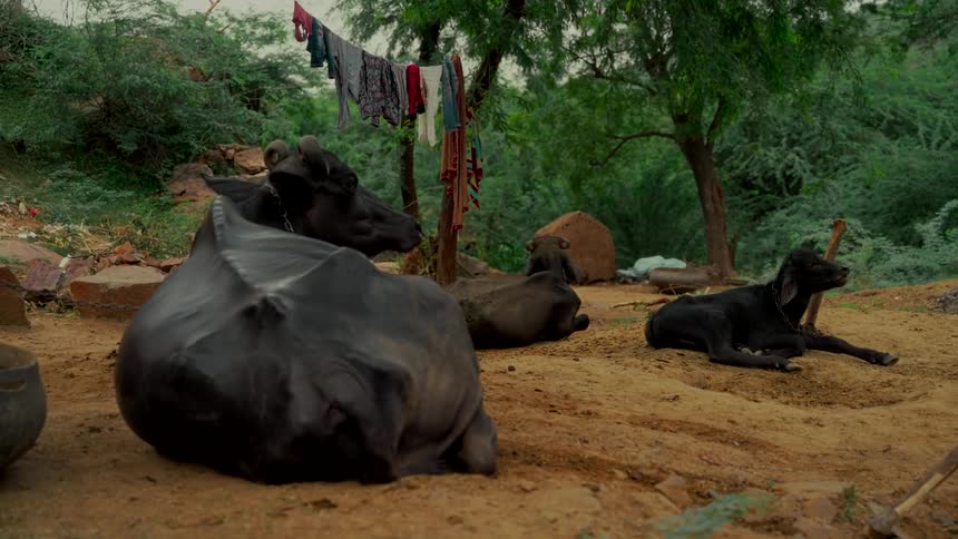 An adult water buffalo and two calves rest on the sandy ground in a rural village in India