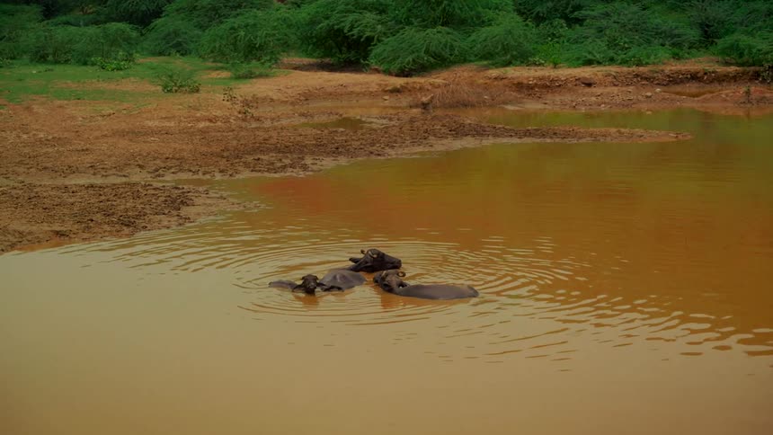 A group of three water buffalo cool off in a muddy pond while a crow makes a brief landing on one's head