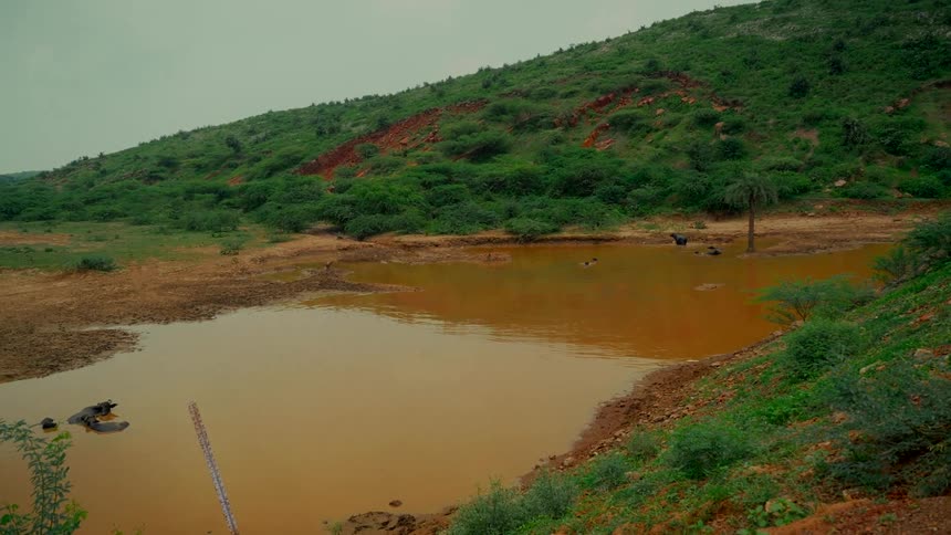 Water buffaloes relax in a muddy watering hole at the base of a verdant, rolling hill