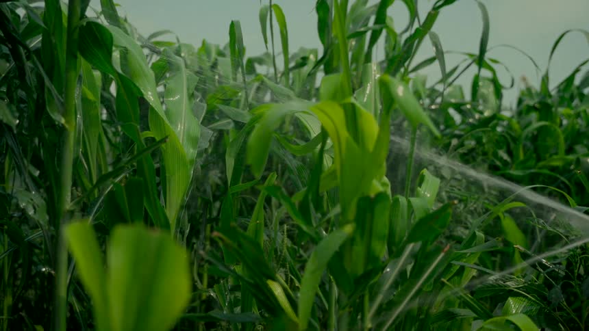 A close-up shot captures water from an irrigation system spraying onto lush green corn stalks in a vibrant agricultural field