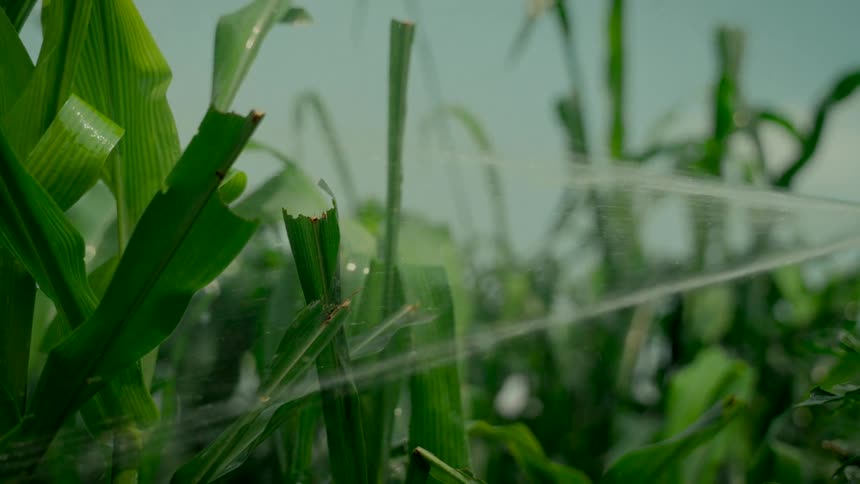 A close up of water from a sprinkler system irrigating a field of lush green corn stalks