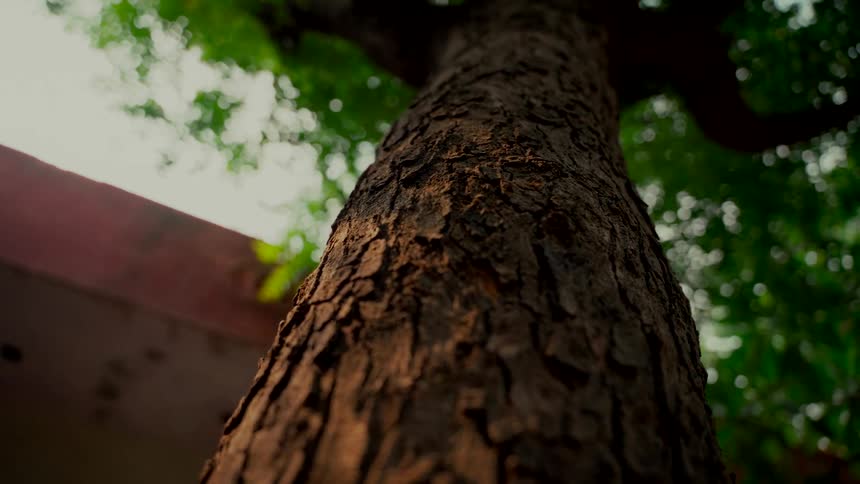 A low-angle close-up showcases the detailed texture of a tree trunk with its green leafy canopy blurred in the background